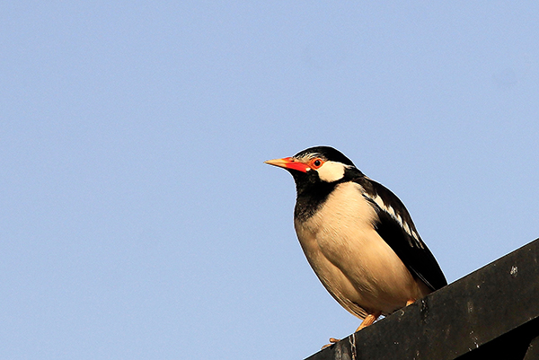 id uccelli Dubai: Gracupica contra